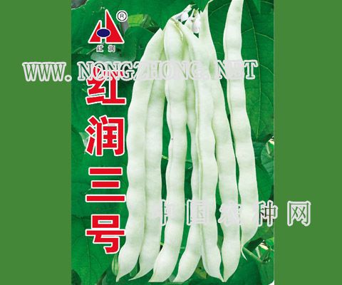红润三号